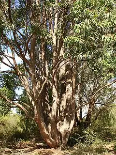 Description de l'image Eucalyptus cloeziana.jpg.
