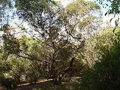 Description de l'image Eucalyptus conferruminata.jpg.