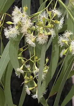 Description de l'image Eucalyptus crebra flowers.jpg.