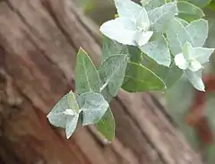 Description de l'image Eucalyptus crenulata.jpg.