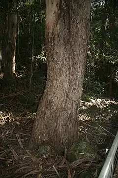 Description de l'image Eucalyptus cypellocarpa trunk Katoomba.JPG.