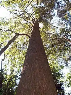 Description de l'image Eucalyptus fastigata at Macquarie Pass NP.JPG.