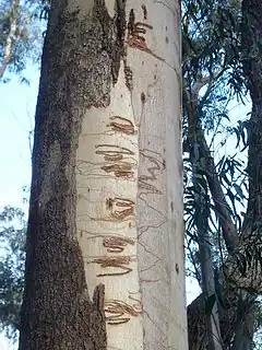 Description de l'image Eucalyptus_fraxinoides_Mt_Budawang.JPG.