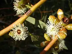 Description de l'image Eucalyptus gracilis 1c.JPG.