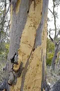 Description de l'image Eucalyptus haemastoma bark.jpg.