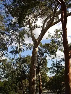 Description de l'image Eucalyptus leucoxylon.jpg.