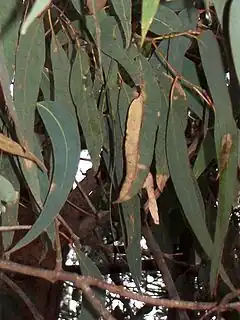 Description de l'image Eucalyptus longifolia Batemans Bay.jpg.