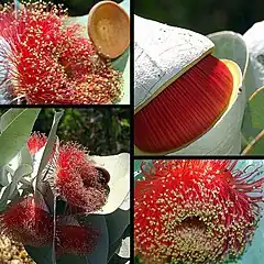 Description de l'image Eucalyptus macrocarpa 2.jpg.