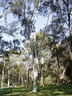 Description de l'image Eucalyptus mannifera.jpg.