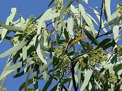 Description de l'image Eucalyptus microtheca 1.jpg.