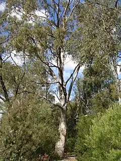 Description de l'image Eucalyptus moluccana.jpg.