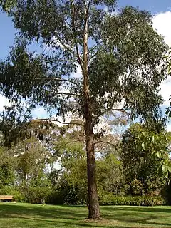 Description de l'image Eucalyptus ovata.jpg.