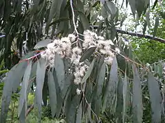 Eucalyptus perriniana var. pendula