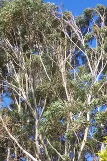 Description de l'image Eucalyptus pilularis Chatswood.jpg.