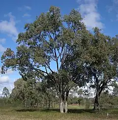 Description de l'image Eucalyptus populnea tree.jpg.