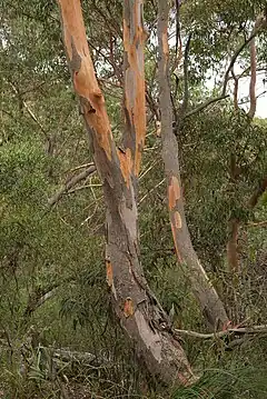 Description de l'image Eucalyptus punctatatrunk.jpg.