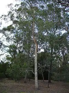 Description de l'image Eucalyptus rudis.jpg.