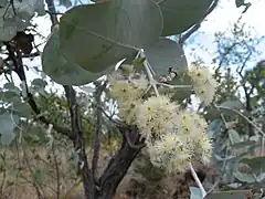 Description de l'image Eucalyptus shirleyi.jpg.