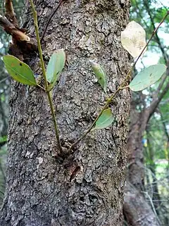Description de l'image Eucalyptus squamosa Glenhaven.jpg.