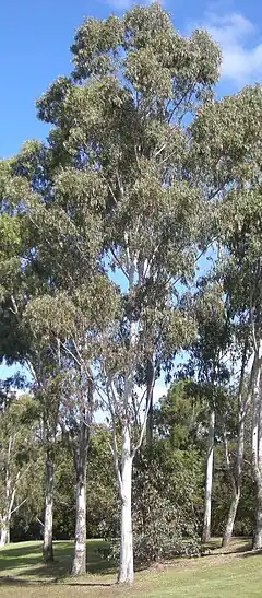 Description de l'image Eucalyptus terticornis trees.jpg.