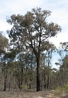 Description de l'image Eucalyptus tricarpa.jpg.