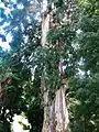 Eucalyptus viminalis du jardin botanique