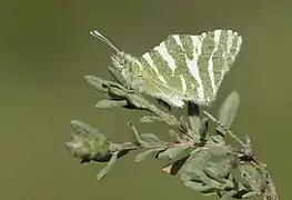 Euchloe belemia