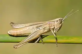 Insecte en gros plan, entièrement marron, ressemblant à une sauterelle, sur une branche verte aussi grosse que lui.