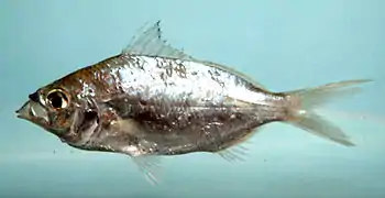 Eucinostomus gula