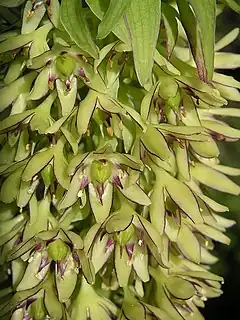 Eucomis bicolor