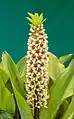 Eucomis montana sorti de terre