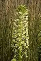 Eucomis pole-evansii