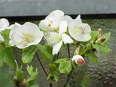 Description de l'image Eucryphia glutinosa2.jpg.