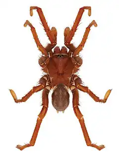 Description de l'image Eucteniza cabowabo male holotype.jpg.