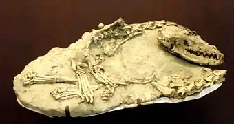 Fossile de Eucyon davisi