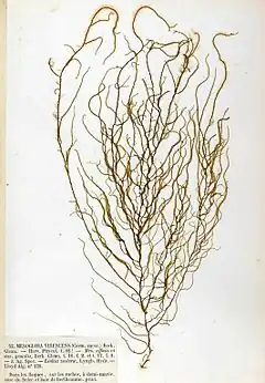 Eudesme virescens, planche de l'herbier des frères Crouan (Pierre-Louis et Hippolyte-Marie).