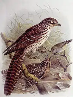 Coucou de Nouvelle-Zélande (Eudynamys taitensis) - kalue - Migrateur