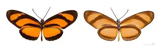 Eueides lybia