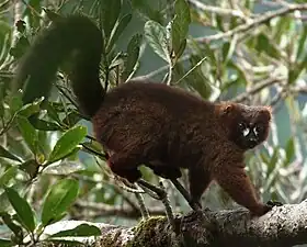 Eulemur rubriventer