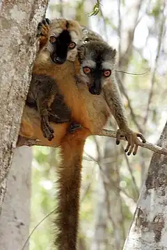 Description de l'image Eulemur rufifrons Kirindy Madagascar.jpg.