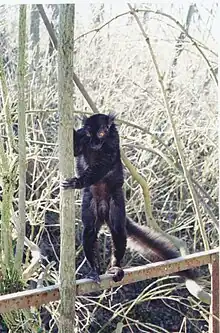 Eulemur macaco macaco male