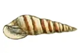 Eulima bilineata