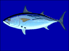 Euthynnus lineatus