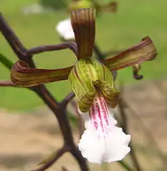 Description de l'image Eulophia petersii flower.jpg.