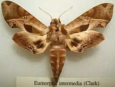 Eumorpha intermedia