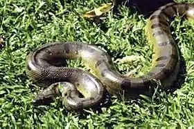 Anaconda vert rampant dans l'herbe