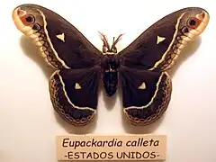 Description de l'image Eupackardia calleta.jpg.