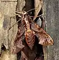 Eupanacra mydon, femelle (Sphingidae)