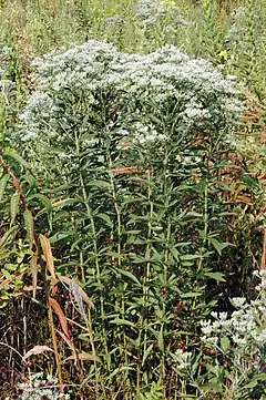 Description de l'image Eupatorium altissimum (3293238908).jpg.