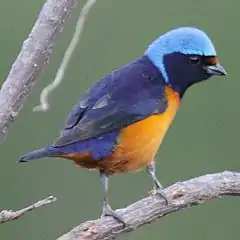 Organiste à capuchon (Euphonia elegantissima)